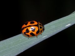 Peltoschema oceanicum