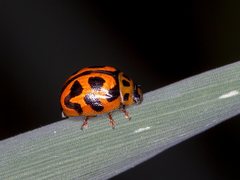 Peltoschema oceanicum