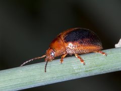 Dicranosterna immaculata