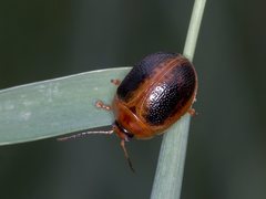 Dicranosterna immaculata