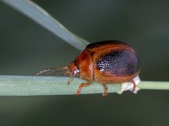 Dicranosterna immaculata