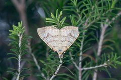Chrysolarentia correlata