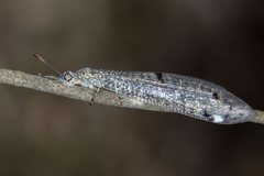 Bandidus canifrons