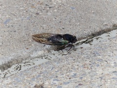 Neotibicen lyricen engelhardti