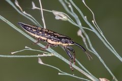 Rhinotia lineata