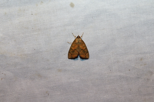 Mimophobetron pyropsalis
