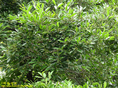 Ilex uraiensis