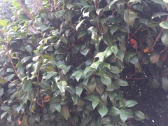Camellia japonica