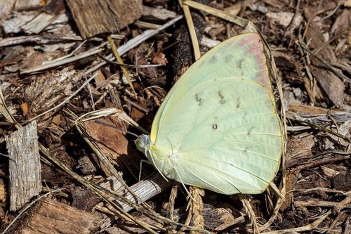 Lemon Migrant, 31 Southerden St, Sandgate QLD 4017, Australia, photo 6 of 10