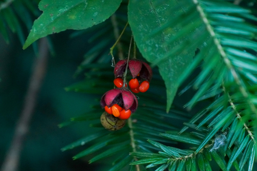 Euonymus oxyphyllus