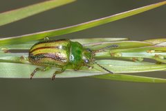 Calomela juncta