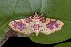 Conogethes haemactalis