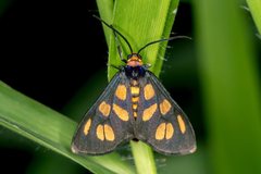 Amata humeralis
