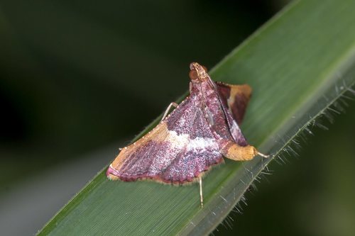 Endotricha mesenterialis photo 4