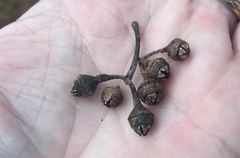 Eucalyptus bancroftii