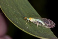 Plesiochrysa atalotis