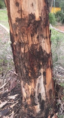 Eucalyptus bancroftii