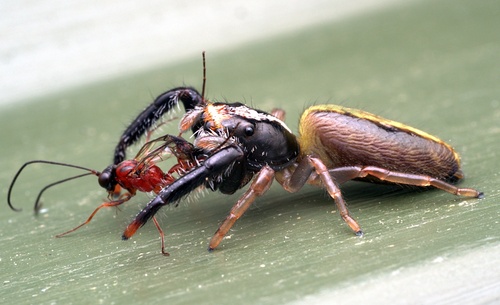 Black-headed Jumping Spider photo 6