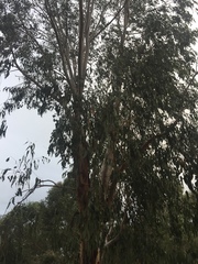 Eucalyptus bancroftii