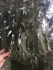 Eucalyptus bancroftii