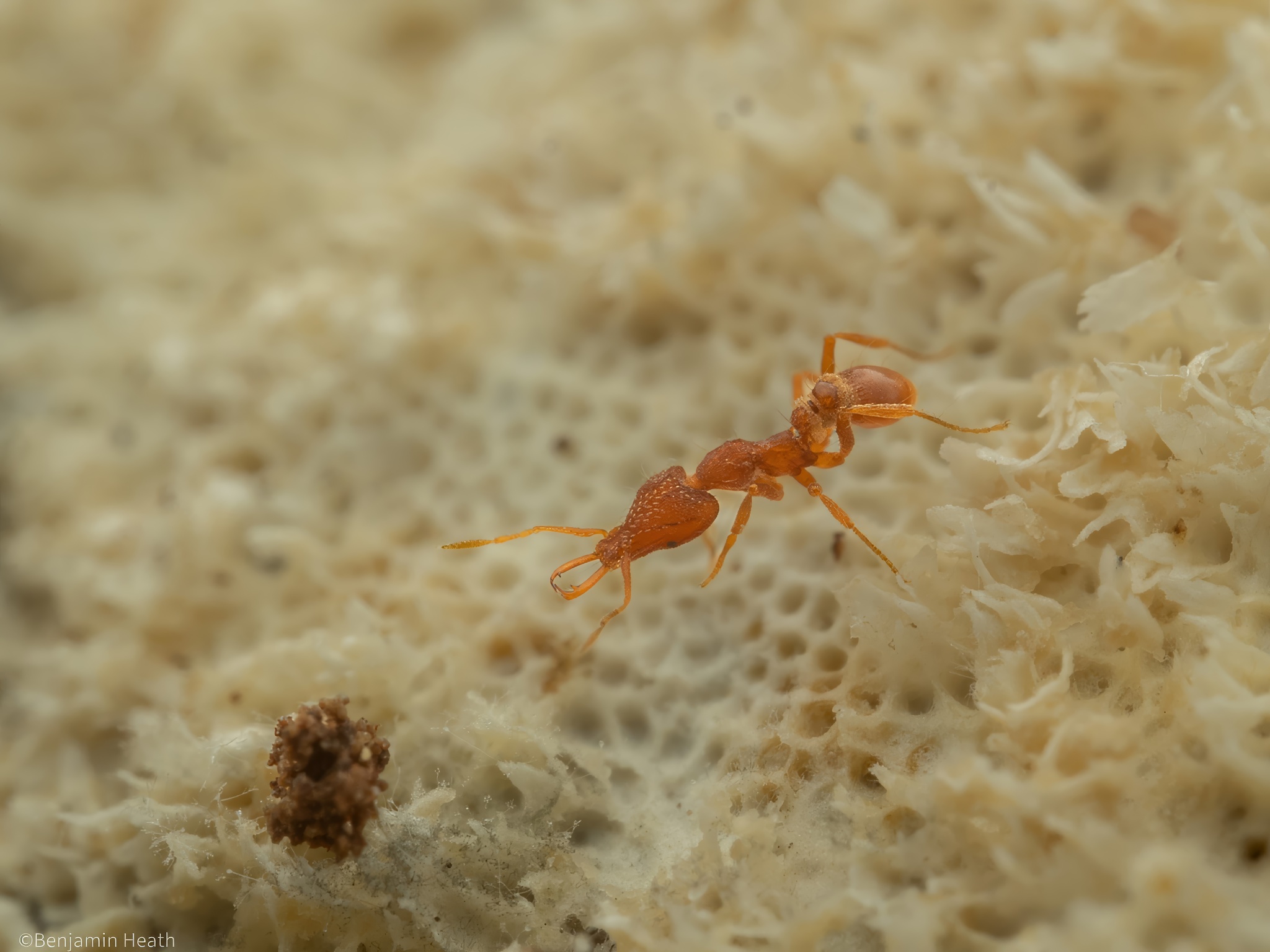 Strumigenys exilirhina