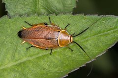 Ellipsidion humerale