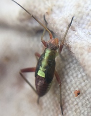 Calocoris roseomaculatus