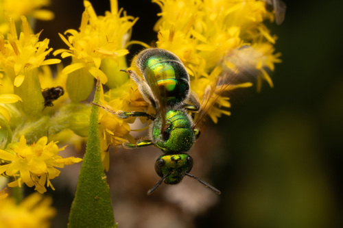 Northeastern Sweat Bee photo 5