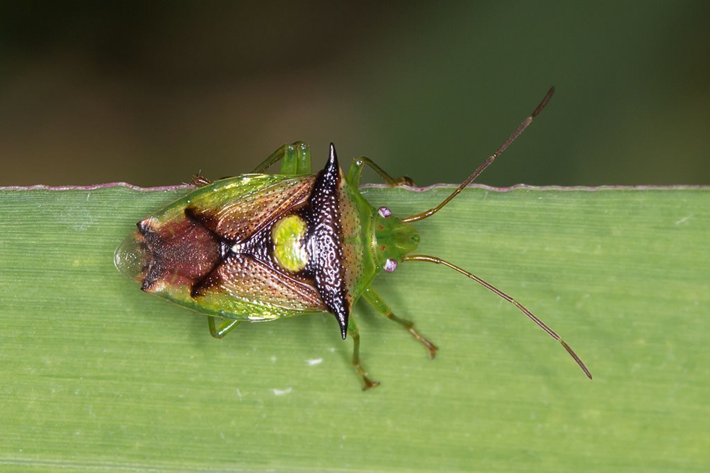 Sastragala versicolor