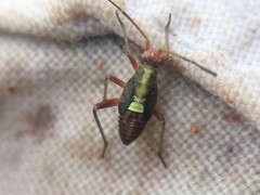 Calocoris roseomaculatus
