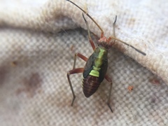Calocoris roseomaculatus