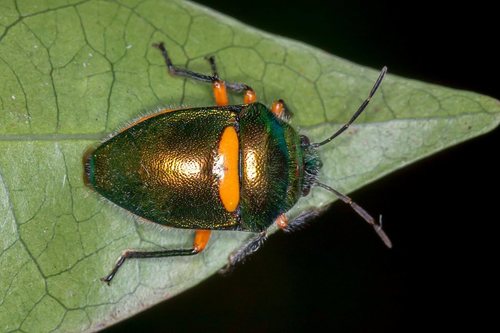 Green Jewel Bug photo 3