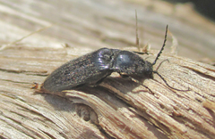 Elateridae