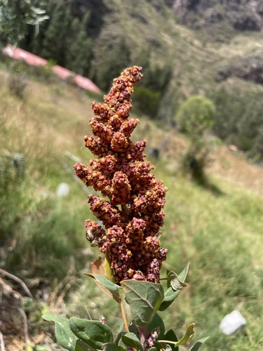 Foto de Quinoa