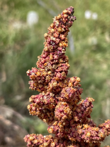 Quinoa