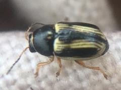 Cryptocephalus bilineatus