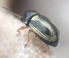 Cryptocephalus bilineatus