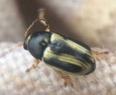 Cryptocephalus bilineatus