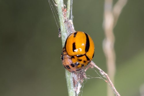 Variable Ladybird Beetle photo 3