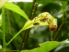 Agomadaranus pardaloides