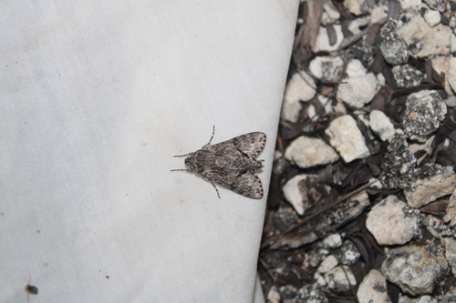 Grote's Sphinx photo 2