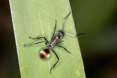 Polyrhachis angusta