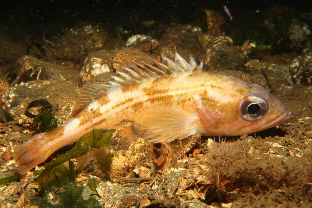 Redstripe rockfish (Sebastes proriger) — Sebastidae