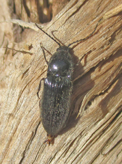 Elateridae