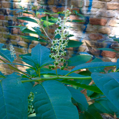 Phytolacca americana