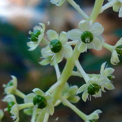 Phytolacca americana