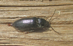 Elateridae
