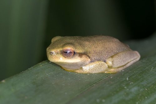 Chlorohyla gracilenta