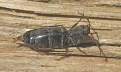 Elateridae