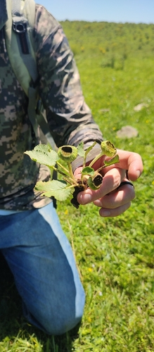 Dorstenia brasiliensis
